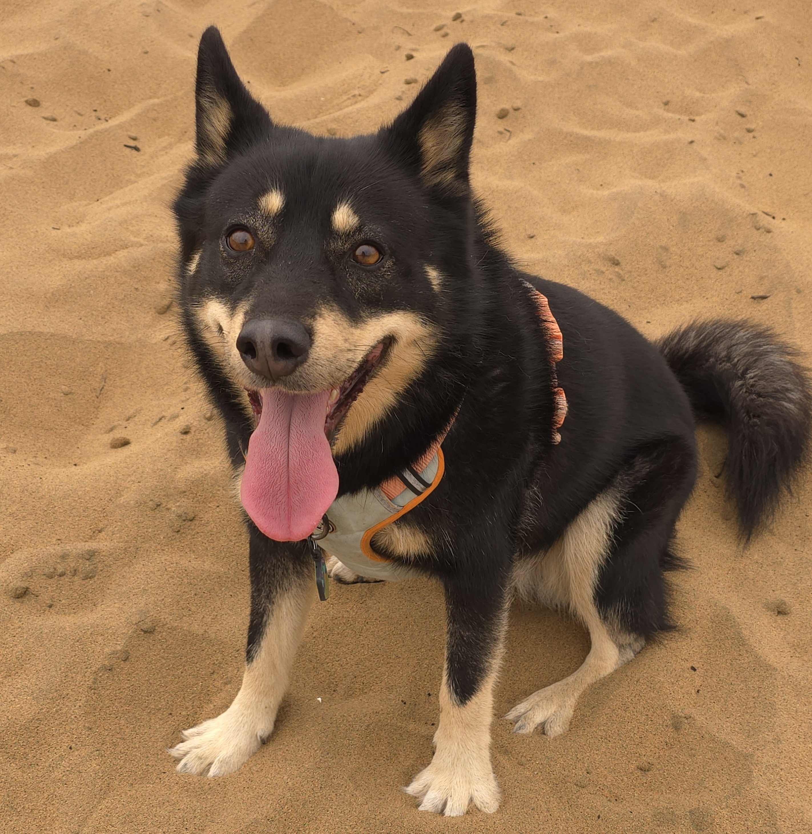 Picture of Ana's Dog